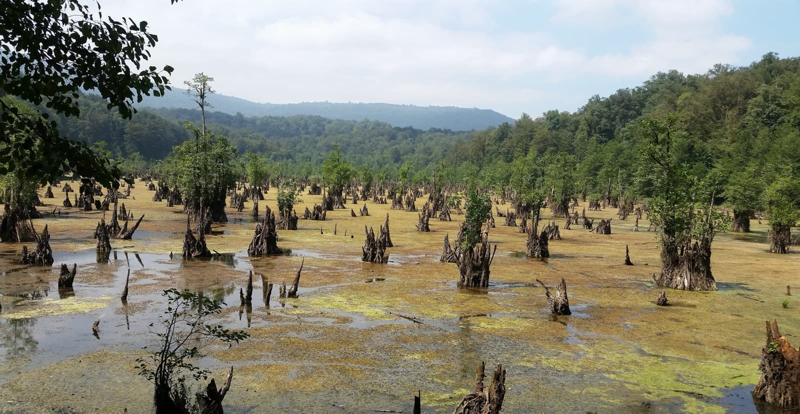 دریاچهای کمعمق با کنده و تنههای درخت از آب بیرونزده، میان جنگلهای پوشیده از سبزی در مازندران